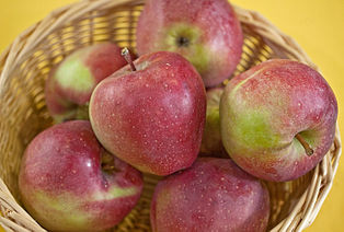 freshly picked gloster apples