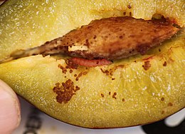 prune infectee par le moly prune