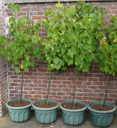 grapes in pot at a southern wall