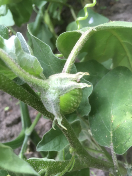 eierplant