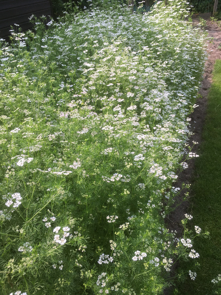 coriander