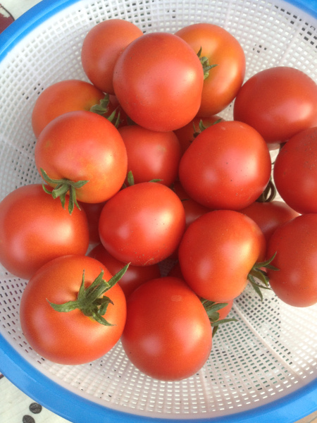 ripe tomatoes