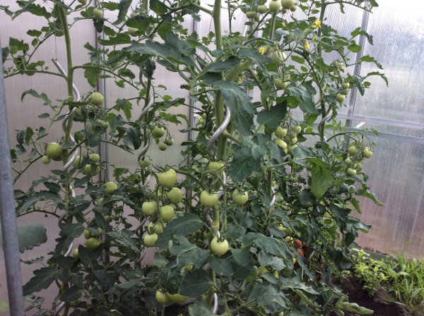 tomates le long d'une barre spirale